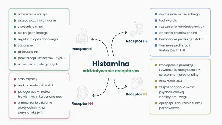Schemat przedstawia działanie histaminy na receptory. Nadmiar acetylocholiny objawy to m.in. wzmocnienie perystaltyki jelit, zaburzenia snu, a nawet epilepsja.