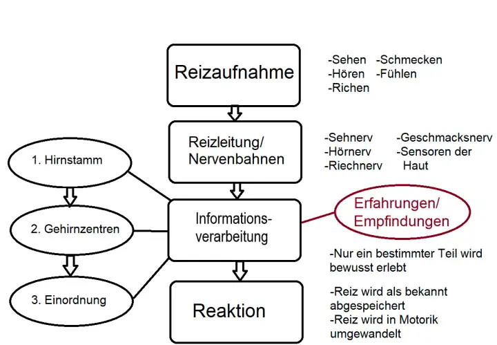 Schema zur Reizaufnahme: Sinne leiten Reize über Nervenbahnen zur Informationsverarbeitung, die zu Erfahrungen und Reaktionen führt.