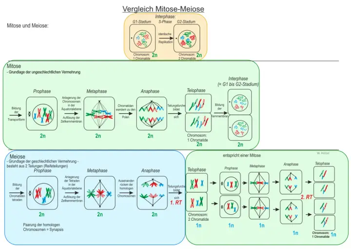 Vergleich von Mitose und Meiose: Die Meiose zeigt die Bildung von Tetraden und die Teilung homologer Chromosomen.