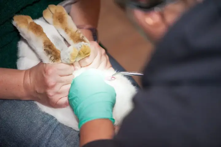 Tierarzt führt eine Operation durch, um ein Kaninchen zu kastrieren.