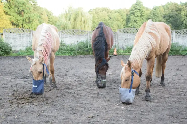 Trzy konie jedzą z worków spowalniających pobieranie paszy. Jeden ma różowe warkocze. To obrok dla konia.