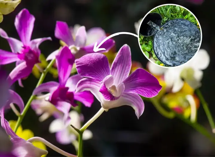 Piękne kwiaty dendrobium nobile, klucz do ich domowej uprawy to odpowiednie nawadnianie.