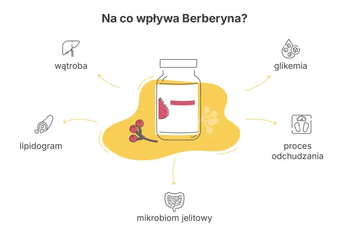 Berberyna co to? Wpływa na wątrobę, lipidogram, mikrobiom jelitowy, glikemię i proces odchudzania.