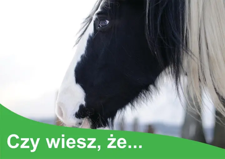 Czy wiesz, że niektóre rośliny trujące dla koni mogą stanowić zagrożenie? Dbaj o bezpieczeństwo swojego konia.