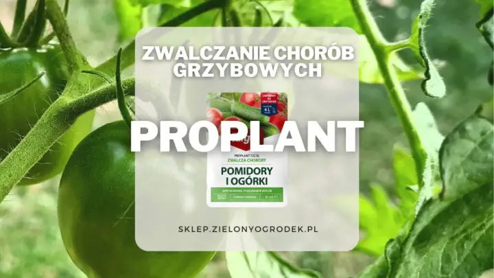 Proplant – środek do zwalczania chorób grzybowych pomidorów i ogórków. Chroni rośliny, działa długo.