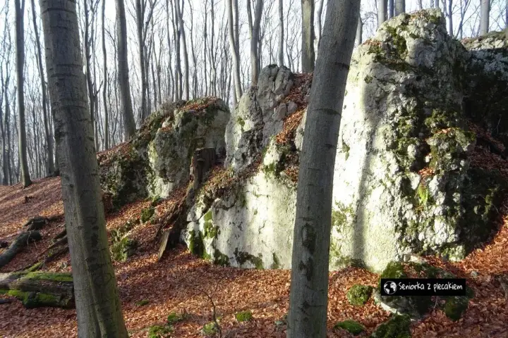 Kamieniste zbocza w dolinie Szklarki, porośnięte mchem i opadłymi liśćmi. W tle las z nagimi drzewami.