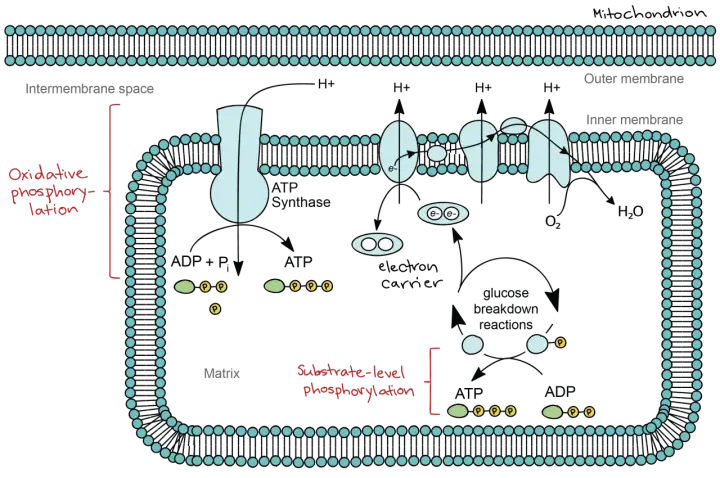 Mitochondrium: Elektronen fließen durch Träger, wobei Sauerstoff als Oxidationsmittel Wasser bildet. Dies treibt die ATP-Synthese an.