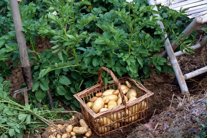 Panier rempli de pommes de terre fraîchement sorties de terre, prêt pour la récolte.