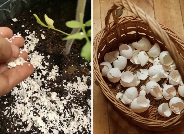 Rozdrobnione skorupki jajek jako naturalny nawóz pod młode rośliny. W koszyku pełnym skorupek.