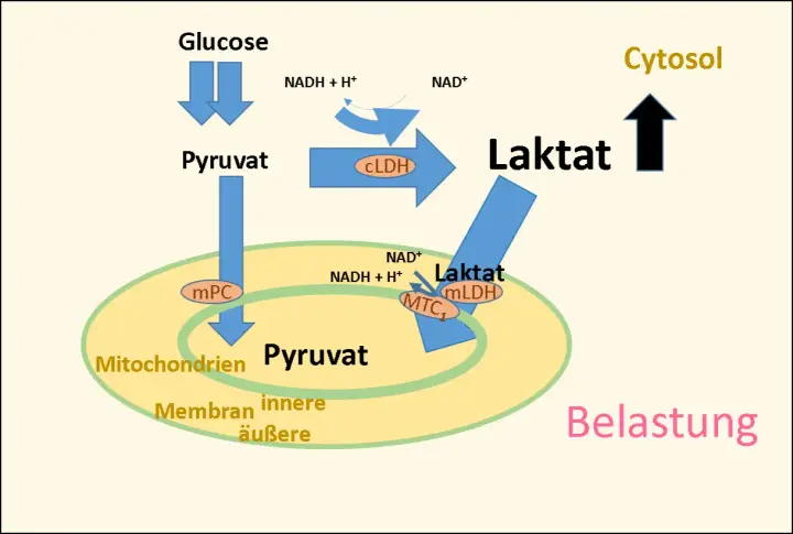 Der Stoffwechselweg von Glukose zu Pyruvat und Laktat in Zytosol und Mitochondrien unter Belastung.