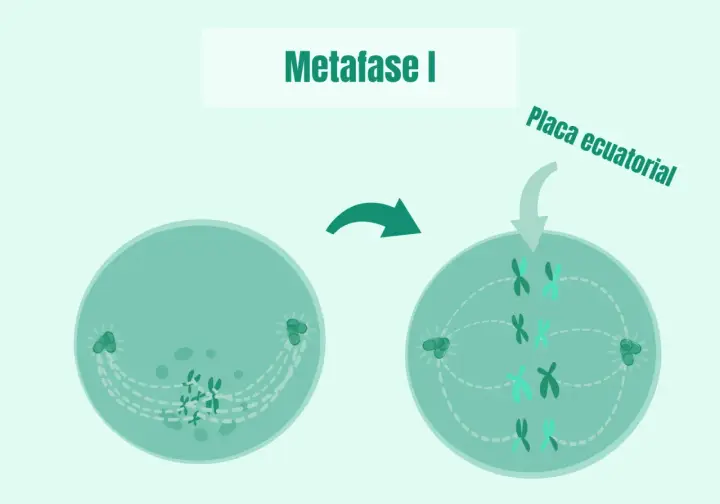 La metafase I muestra cromosomas alineados en la placa ecuatorial, preparándose para la división celular.