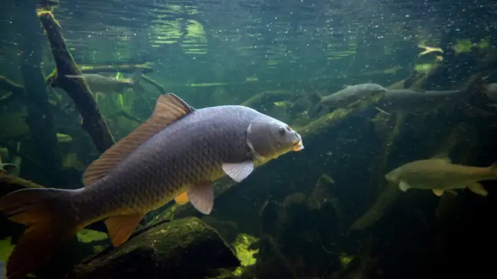 Karp i inne rodzaje ryb słodkowodnych pływają w mętnej wodzie wśród korzeni i gałęzi.
