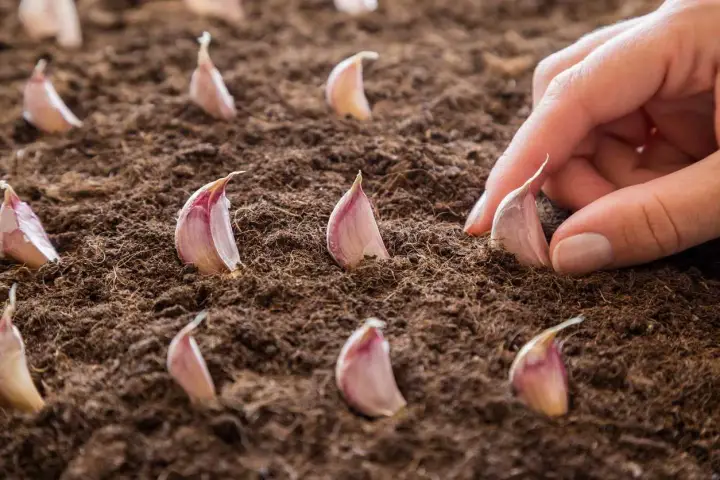 Main d'une personne en train de planter de l'ail dans la terre.