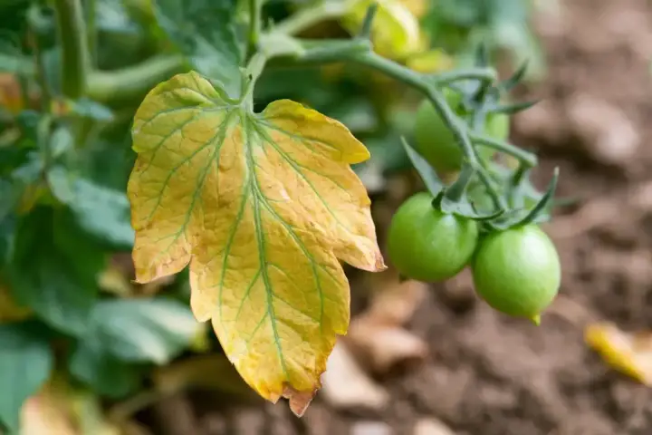 Une feuille tomate jaune, signe de détresse, contraste avec les jeunes tomates vertes sur la plante.