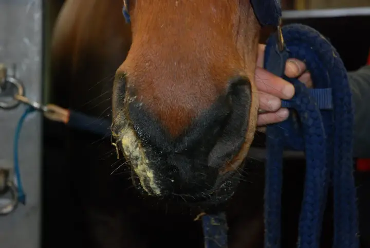 Pferd mit gelblichem Nasenausfluss, ein mögliches Symptom von Druse. Ein Halfter wird gehalten.