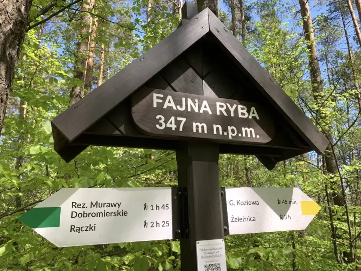 Drewniany drogowskaz w lesie z napisem "Fajna Ryba" 347 m n.p.m. Wskazuje szlaki turystyczne.