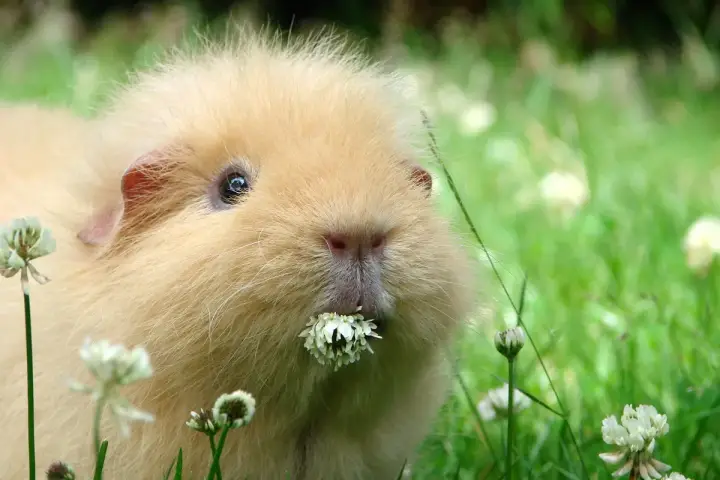 Ein flauschiges Meerschweinchen genießt sein frischfutter im Gras.