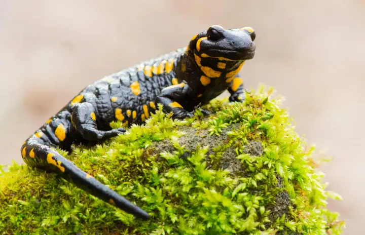 Czarny salamander plamisty z żółtymi cętkami, symbol Tatrzańskiego Parku Narodowego, siedzi na omszałym kamieniu.