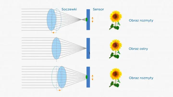 Schemat pokazuje, jak soczewki i sensor współpracują, by uzyskać ostry obraz. Autofocus dostosowuje pozycję soczewek, by obraz słonecznika był wyraźny.