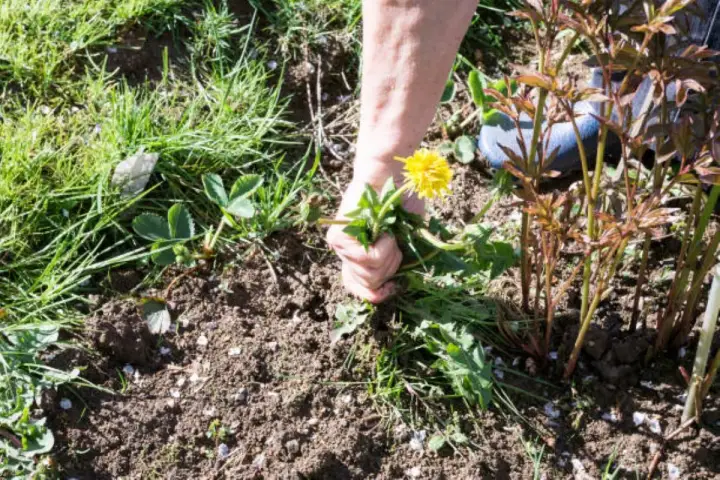 Main arrachant une **mauvaise herbe envahissante** avec sa fleur jaune, près de jeunes pousses de pivoines.