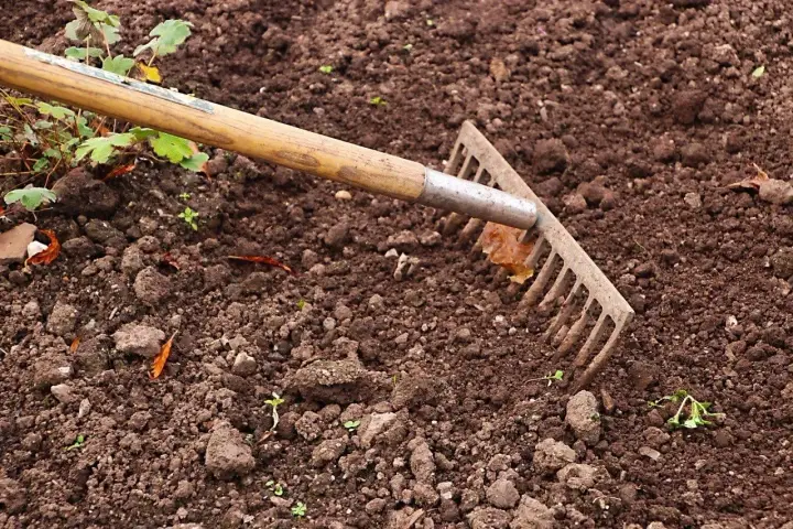 Grabie zagłębiają się w ziemię, przygotowując glebę pod nawóz mocznik. Widać młode kiełki i liście.