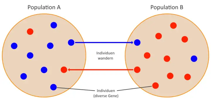 Zwei Populationen (A und B) mit roten und blauen Individuen. Individuen wandern zwischen ihnen, was den populationsgenetischen Artbegriff illustriert.