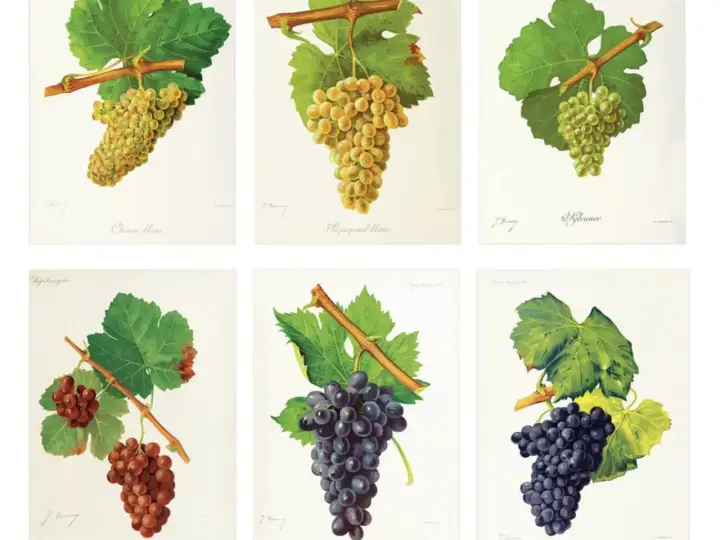 Six illustrations de grappes de raisin, dont un cepage rouge. Les raisins varient en couleur, du blanc au vert, puis au rouge et au violet foncé.