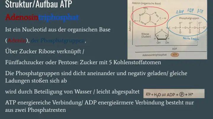 Struktur von ATP: Adenin, Ribose und drei Phosphatgruppen. ATP ist eine energiereiche Verbindung.