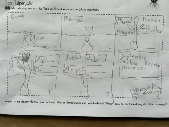 Zeichnung eines Tulpenjahres für das Herbarium der Schule: Von der Zwiebel im Januar bis zur Blüte im Mai und zurück zur Zwiebel im Herbst.