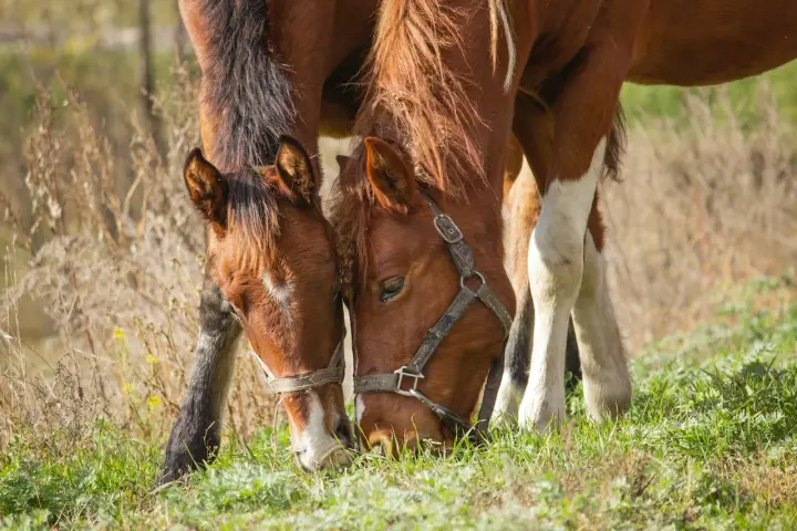 Dwa brązowe konie pasą się na zielonej łące, pochylając głowy do ziemi. Widać, co jedzą konie – soczystą trawę.