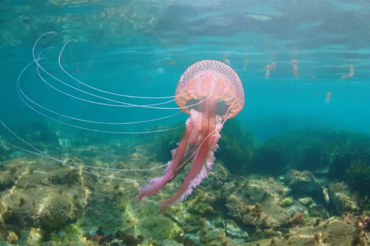 Una grande medusa rosa fluttua in acque limpide, con lunghi tentacoli che si estendono.