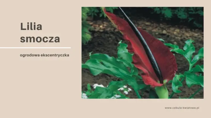 Lilia smocza, egzotyczny kwiat o intensywnie czerwonym kielichu, otoczona bujnymi, zielonymi liśćmi.
