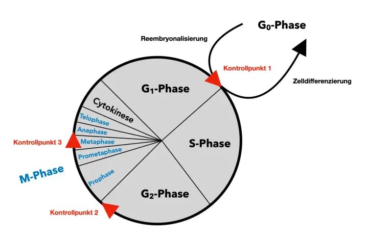 Der zellzyklus ist ein Kreislauf mit Phasen wie G1, S, G2 und M (Mitose), der durch Kontrollpunkte reguliert wird. Zellen können auch in die G0-Phase eintreten.
