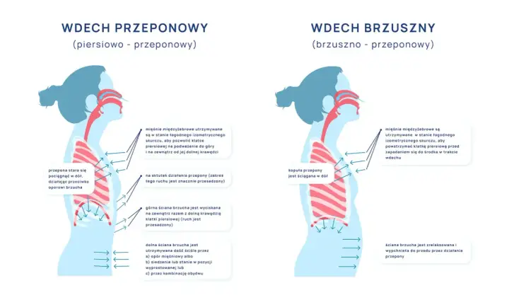 Ilustracja pokazuje dwa rodzaje wdechu: przeponowy i brzuszny. Wdech przeponowy angażuje przeponę, która opada, ułatwiając oddychanie.