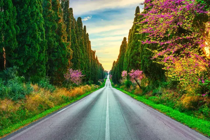 Viale dei Cipressi, un'icona di Bolgheri cosa vedere. La strada si perde tra alberi secolari e fioriture primaverili, un invito al viaggio.