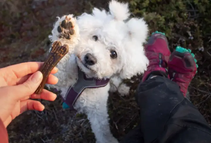 En söt hundvalp sträcker upp tassen mot ett tuggben. Tuggben hund farligt? Kanske inte detta, men var försiktig med vad din hund tuggar på.