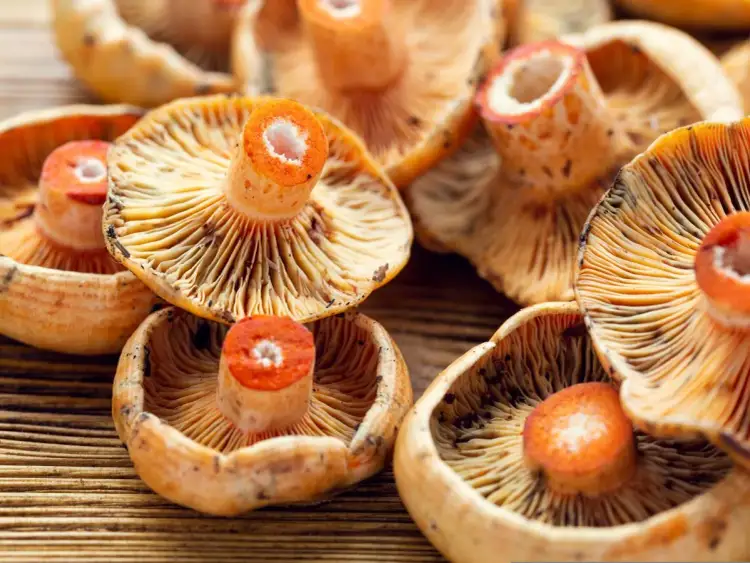 Pomarańczowe rydze na drewnianym tle. Pyszne grzyby, z których można zrobić wiele potraw.