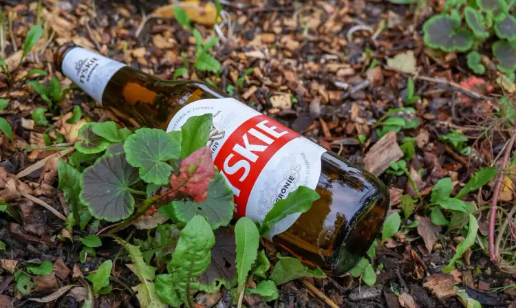 Butelka piwa Tyskie leży wśród zieleni. Słońce mogło spowodować, że piwo śmierdzi skunksem, bo światło rozkłada chmiel.