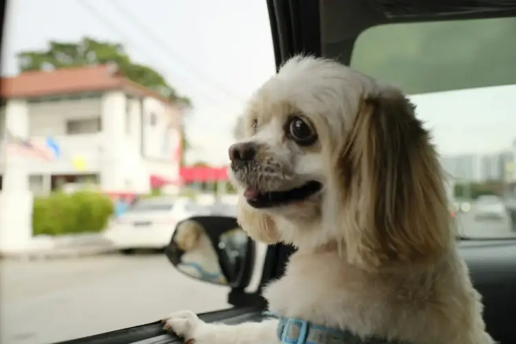 Piesek z zaciekawieniem wygląda przez okno samochodu, gotowy na przygodę z uber pets.