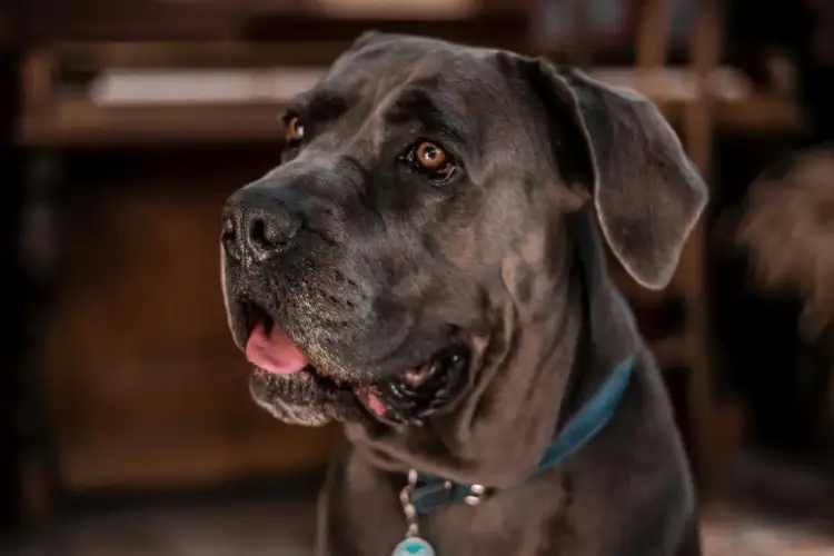 Portret potężnego cane corso z błyszczącymi oczami, gotowego na swoją ulubioną karmę dla cane corso.