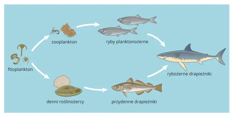 Ilustracja przedstawia cykl życia ryb: od fitoplanktonu, przez zooplankton, ryby planktonożerne, rybożerne drapieżniki, po ryby przydenne.