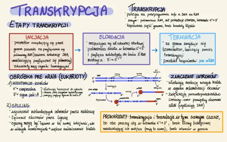 Transkrypcja zachodzi w jądrze komórkowym, gdzie DNA jest przepisywane na RNA. Proces ten obejmuje inicjację, elongację i terminację.
