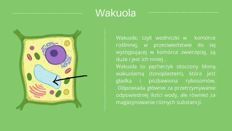 Co to jest komórka roślinna? Kluczowe informacje i ciekawostki