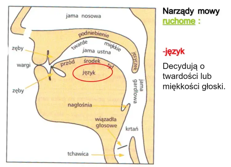 Schemat narządów mowy z zaznaczonym językiem, kluczowym dla głosek ustnych i nosowych.