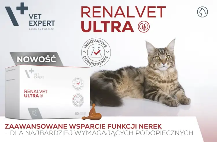 Kot rasy Maine Coon leżący obok pudełka suplementu Renalvet Ultra i logo Vet Expert.