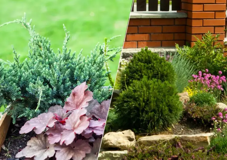 Jakie rośliny sadzić pod drzewami iglastymi, by uniknąć problemów?