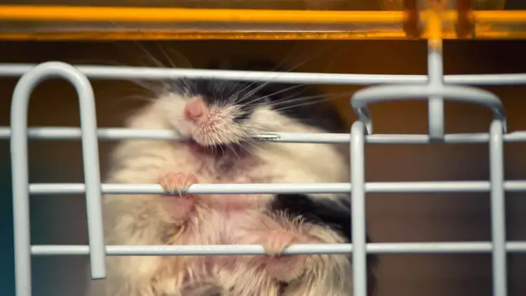 Chomik gryzie klatkę, bo chce się wydostać. Jego małe łapki mocno trzymają się prętów.