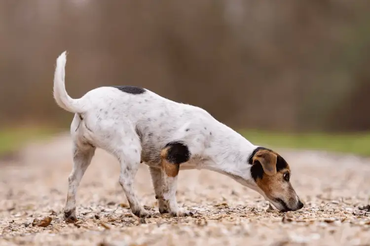 Pies zjada odchody? Niedobór witamin to mit! Skuteczne rozwiązania
