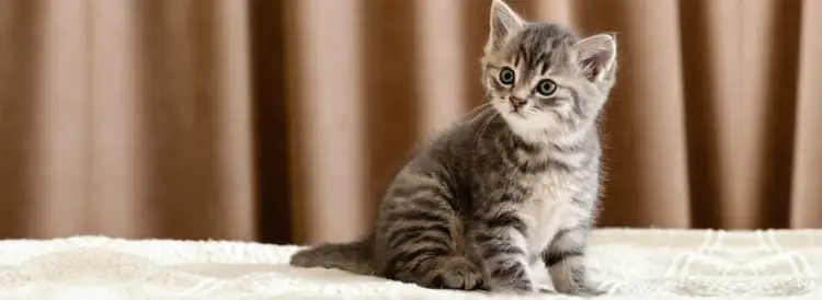 Czy małego kotka można kąpać? Oto, co musisz wiedzieć