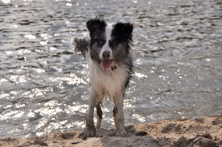 Gdzie na spacer z psem koło Krakowa? Odkryj idealne miejsca dla pupila